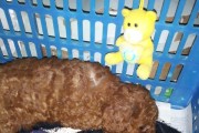 如何判断贵宾犬的纯度？（掌握这5点，轻松看出贵宾犬的纯不纯）