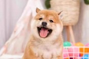 柴犬命名指南（以柴犬一般起什么名字为主题的命名建议）