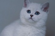猫的脚为什么如此庞大？（探索猫脚庞大的原因及其功能）