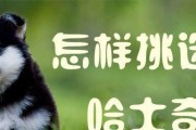 如何科学地训练你的哈士奇（宠物之道，教你成为专业的哈士奇训练师）