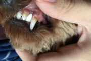 如何预防宠物狗狗口腔疾病？（宠物狗狗口腔健康需求、清洁嘴巴的正确方法、日常保健注意事项）