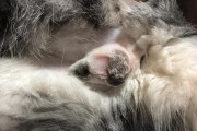 公猫绝育后的变化——健康与行为的转变（了解公猫绝育后的好处，让它拥有更美好的生活）