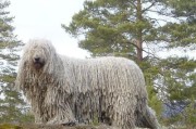 可蒙犬皮肤病专用内附药解决犬病问题（宠物医疗新选择，一款针对皮肤问题专治的药品）