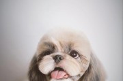 如何给你的宠物西施犬洗澡（详细步骤让你轻松驾驭，让爱宠身心愉悦）