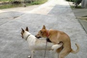 为什么你的狗狗经常屁股痒？（探究狗狗屁股痒的原因及解决方法）