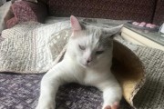 狗狗手脚冰凉，到底是什么情况？（探究狗狗手脚冰凉的原因和解决方法）