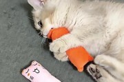 龙猫的牙齿健康关键是什么？（选择合适的磨牙石是关键）