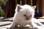 如何养护小猫（重视细节，让小猫健康成长）