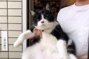 如何应对家中宠物猫咪捣乱搞破坏（教你从源头解决猫咪捣乱问题）