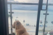 带狗狗去海边的注意事项（确保狗狗的安全和舒适，让它尽情享受海滩时光）
