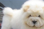 松狮犬总是咬腿脚？如何解决