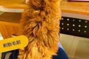 泰迪犬剃胎毛的最佳时间（从宠物健康和美观的角度出发，如何确定泰迪犬剃胎毛的最佳时间？）