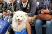 小犬误食塑料袋的危害（如何预防犬只误食塑料袋）