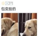 小狗的奇妙世界（探索它们的生活和行为）