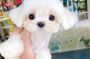 小型犬中养活便宜又可爱的宠物推荐！（经济实惠的小型犬，让你养得起又不会后悔）