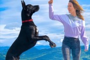 科学训练大丹犬——打造听话宠物（让大丹犬成为您的绝佳宠物选择）