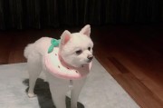 《探秘博美狗娃的成长之路》（从闭眼到睁眼，揭开生命的奇迹）