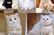 英短蓝猫幼崽的饮食需求（了解英短蓝猫幼崽的饮食偏好与营养需求）