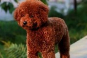 让你的贵宾犬健康快乐成长（让你的贵宾犬健康快乐成长）