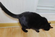 猫咪记仇的时间长度及其原因分析（揭秘猫咪记仇的心理机制和行为表现）