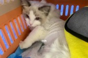 母猫何时进行最早绝育？（关于母猫绝育的时间选择及影响）