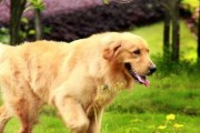 金毛犬训练时间的选择（以宠物为主，如何优化训练效果？）