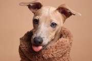 以灵织犬为主的训练方法（让您的宠物成为灵活聪明的伴侣）