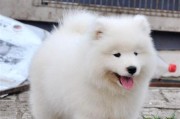 萨摩耶狗狗的多面性格（探究萨摩耶狗狗的个性特点和不同表现）