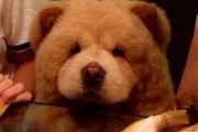松狮犬禁忌食物大揭秘（15种食物，让你的松狮犬远离毒害）