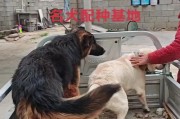 狗配种的适当间隔时间（为保护狗狗健康，注意配种间隔）