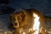 犬的电影世界（探索人类与犬的深厚情感，感受犬的伟大心灵）