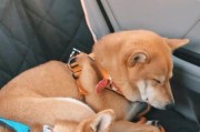 宠物健康（缺钙会影响犬的健康和行为？了解柴犬缺钙的症状和如何正确处理）