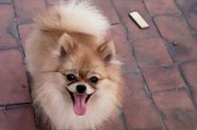 博美与其他狗的杂交探索（混血犬的优缺点和育种潜力）