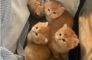 新手养猫：刚满月的幼猫如何喂养？