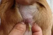 肛门发炎的消炎针应用及效果（解析肛门发炎的常用消炎针及其治疗效果）