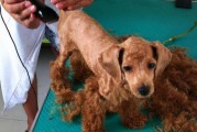 贵宾犬眼屎多可能是生病了（如何判断贵宾犬眼屎异常情况及应对方法）