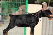 如何训练杜宾犬大小便？（掌握这些技巧，让你的宠物宾至如归）