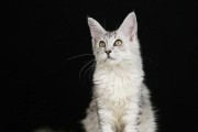 三花猫的遗传特性及其后代的颜色（探索三花猫的基因组合和繁殖产生的猫咪颜色）