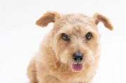 如何养好小的罗福梗犬（宠物养护指南，打造健康快乐的宠物生活）