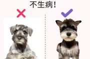胰腺炎后狗狗需要注意的症状及护理（重视胰腺炎后狗狗的健康问题，提早发现并及时处理）