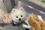 狗狗的美食天地（为你的宠物做美味佳肴，它会爱不释口！）