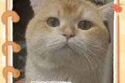小猫学会用猫砂的时间与方法（培养小猫使用猫砂的关键技巧和步骤）