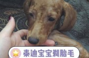 如何合理剃泰迪胎毛，让它保持健康和舒适（泰迪胎毛剃毛技巧及频率选择）
