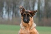 如何正确为德国牧羊犬测量体温（宠物健康必知，测温从现在开始！）