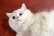 为什么猫会掉毛？（了解猫咪掉毛的原因和解决方法）