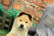 广西土猎犬——狩猎天赋与忠诚伴侣（广西土猎犬的特点及其在狩猎与家庭中的价值）