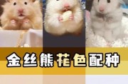 仓鼠分笼的时间和方法（养仓鼠必读！你知道仓鼠多久分笼吗？）