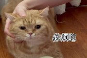 如何教育宠物好好吃饭（从饮食习惯养成到营养均衡掌握，全方位解决宠物不好好吃饭问题）