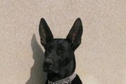 黑狼犬怀孕反应详解（了解你的宠物妈咪的身体变化，关注孕期健康）