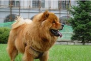 如何训练松狮成为理想的宠物犬（了解松狮的特点，掌握训练要领）